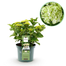 Buitenplant - Hydrangea 'Magical Nobless' - Bloeiend - Pot Ø 23cm Hoogte ↕ 55cm