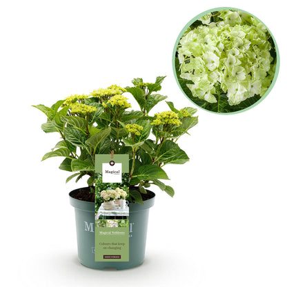 Buitenplant - Hydrangea 'Magical Nobless' - Bloeiend - Pot Ø 23cm Hoogte ↕ 55cm