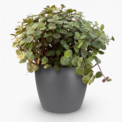 Kamerplant - Callisia repens - Pot Ø 12cm Hoogte ↕ 17-20cm