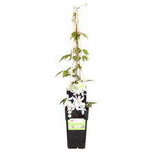 Buitenplant - Clematis montana 'Grandiflora' - Bloeiend - Pot Ø 15cm Hoogte ↕ 65cm
