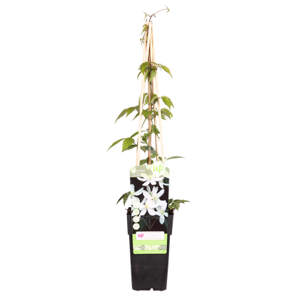 Buitenplant - Clematis montana 'Grandiflora' - Bloeiend - Pot Ø 15cm Hoogte ↕ 65cm