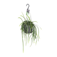 Kamerplant - Lepisium Bolivianum - Hangplant - Pot Ø 17cm Hoogte ↕ 40cm