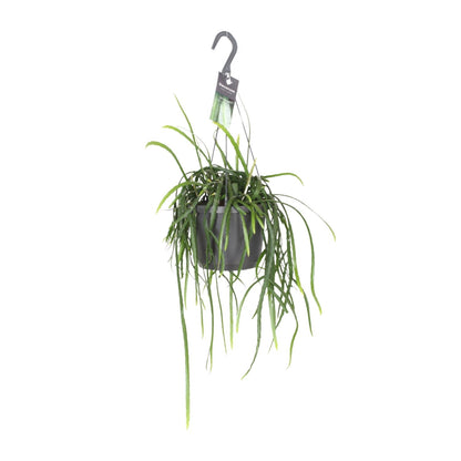 Kamerplant - Lepisium Bolivianum - Hangplant - Pot Ø 17cm Hoogte ↕ 40cm