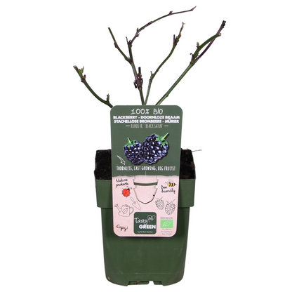 Buitenplant - Rubus fruticosus 'Black Satin' - Doornloze Braam - Pot Ø 13cm Hoogte ↕ 45cm