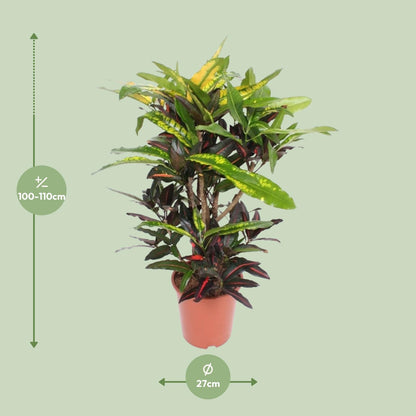 Kamerplant - Codiaeum Mango (Croton Mango) - Pot Ø 27cm Hoogte ↕ 110cm
