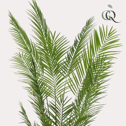 XL Kunstplant - Areca Lutescens Goudpalm - Hoogte ↕ 240cm