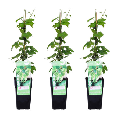 Buitenplant 3x Humulus lupulus 'Nordbrau' - Snelgroeiende klimplant, hopplant - Pot Ø 15cm Hoogte ↕ 65cm
