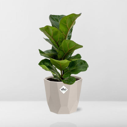 Kamerplant - Ficus Lyrata 'Bambino' - Inclusief grijze sierpot - Pot Ø 14cm