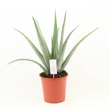 Kamerplant - Aloe Vera - Pot Ø 24cm Hoogte ↕ 70cm