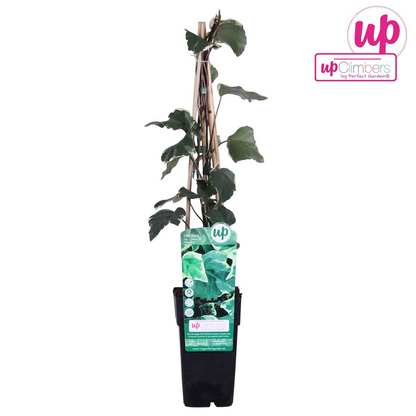 Buitenplant - Hedera algeriensis 'Gloire de Marengo' - Klimplant - Pot Ø 15cm Hoogte ↕ 65cm
