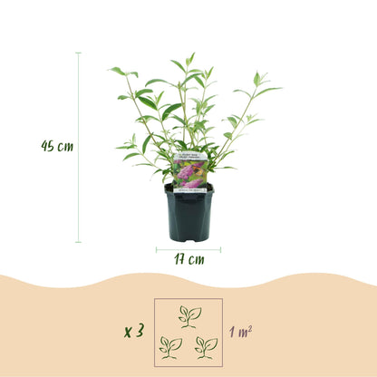 Buitenplant - Buddleja davidii Pink Delight - Vlinderstruik - Bloeiend - Pot Ø 17cm Hoogte ↕ 45cm