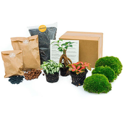 Planten terrarium navulling & Startpakket - Ficus Ginseng bonsai