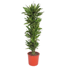 XL kamerplant - Dracaena Golden Coast - Luchtzuiverend - Pot Ø 34cm Hoogte ↕ 200cm