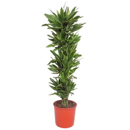 XL kamerplant - Dracaena Golden Coast - Luchtzuiverend - Pot Ø 34cm Hoogte ↕ 200cm