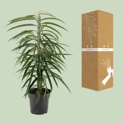 Kamerplant - Ficus Binnendijkii Alii - Pot Ø 17cm Hoogte ↕ 70cm