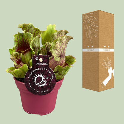 Kamerplant - Sarracenia - Pot Ø 12cm Hoogte ↕ 20cm