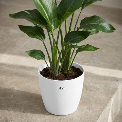 Pot - ELHO Brussels Rond 25cm - Wit