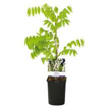 Buitenplant - Wisteria floribunda Alba - Bloeiend - Pot Ø 11cm Hoogte ↕ 40cm