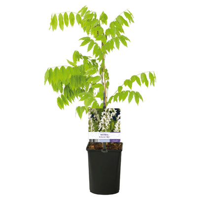 Buitenplant - Wisteria floribunda Alba - Bloeiend - Pot Ø 11cm Hoogte ↕ 40cm