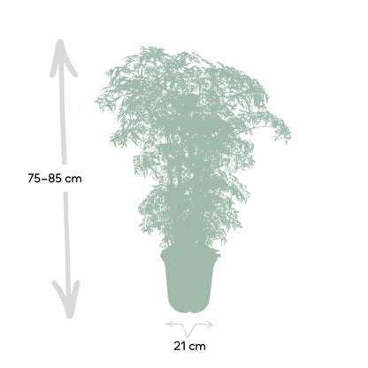 Kamerplant - Polyscias Fruticosa (Aralia) - Pot Ø 21cm Hoogte ↕ 75cm