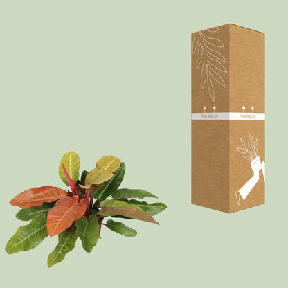 Kamerplant - Philodendron Prince of Orange - Pot Ø 27cm Hoogte ↕ 75cm