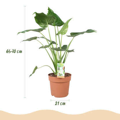Kamerplant - Alocasia Cucullata - Pot Ø 21cm Hoogte ↕ 65-70cm