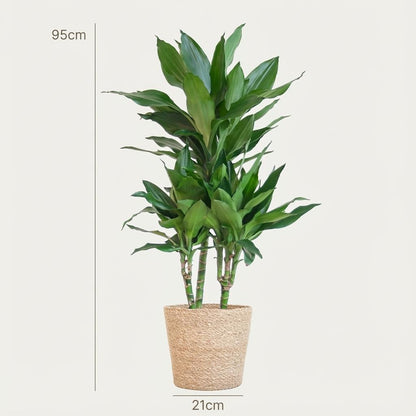 Kamerplant - Dracaena Janet Lindt - met zeegras mand naturel - Pot Ø 21cm Hoogte ↕ 95cm