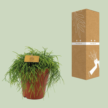 Kamerplant - Rhipsalis Cashero - Pot Ø 15cm Hoogte ↕ 25cm