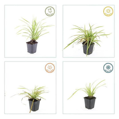 Buitenplant 60x Carex morrowii 'Aureovariegata' - Pot Ø 9cm Hoogte ↕ 10-25cm