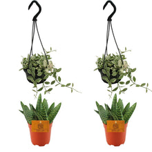 Kamerplant 4x Aloe Paradisicum & Dischidia Ionatha - Pot Ø 10.5cm Hoogte ↕ 10cm
