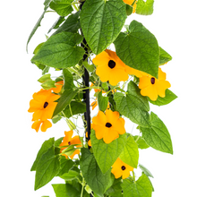 Buitenplant 4x Thunbergia Alata Sunny Susy New Orange - Bloeiend - Pot Ø 13cm Hoogte ↕ 60cm