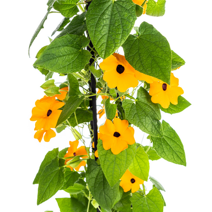 Buitenplant 4x Thunbergia Alata Sunny Susy New Orange - Bloeiend - Pot Ø 13cm Hoogte ↕ 60cm