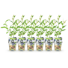 Buitenplant 6x Vaccinium corymbosum 'Goldtraube' - Winterhard - Pot Ø 9cm Hoogte ↕ 15cm