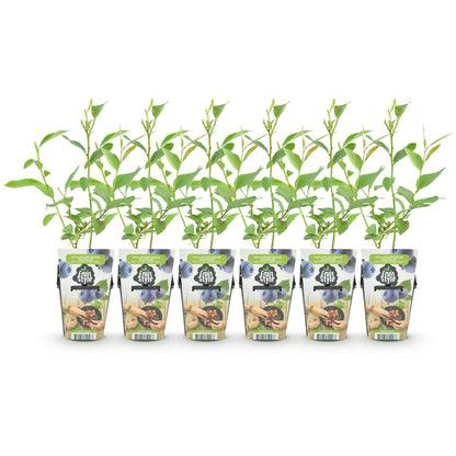 Buitenplant 6x Vaccinium corymbosum 'Goldtraube' - Winterhard - Pot Ø 9cm Hoogte ↕ 15cm