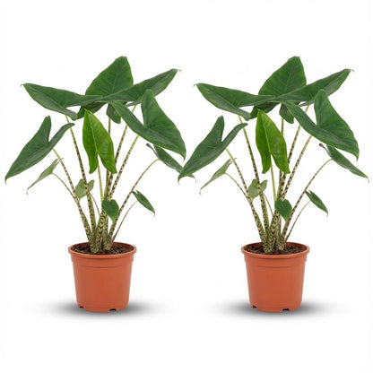 Kamerplant 2x Alocasia Zebrina - Pot Ø 21cm Hoogte ↕ 70-75cm