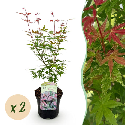 Buitenplant 2x Acer palmatum 'Phoenix' - Bladverliezend - Pot Ø 19cm Hoogte ↕ 70cm