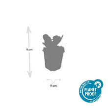 Buitenplant 60x Bergenia cordifolia 'Herbstblüte' - Bloeiend - Pot Ø 9cm Hoogte ↕ 10-25cm