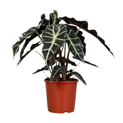 Kamerplant - Alocasia Polly - Pot Ø 17cm Hoogte ↕ 45cm