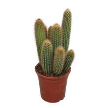 Kamerplant - Vatricania guentheri - Ø 17cm - zonder pot