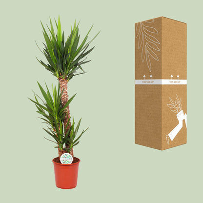XL plant - Yucca Elephantipes - Pot Ø 24cm Hoogte ↕ 125cm