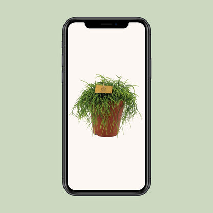 Kamerplant - Rhipsalis Cashero - Pot Ø 15cm Hoogte ↕ 25cm