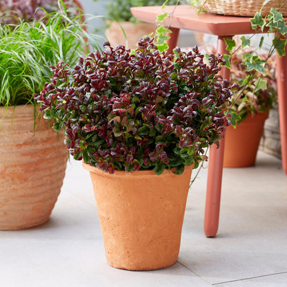 Buitenplant 2x Leucothoe Curly Red - Groenblijvend - Pot Ø 17cm Hoogte ↕ 40cm