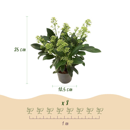 Buitenplant 2x Skimmia japonica Duo - Bloeiend Wit & Rood - Winterhard - Pot Ø 10,5cm Hoogte ↕ 25cm