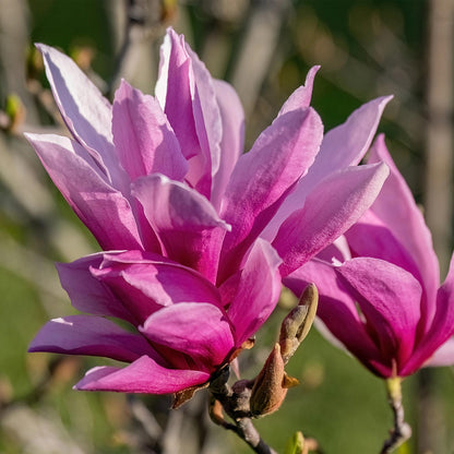 Buitenplant - Magnolia liliiflora 'Nigra' - Bloeiend - Pot Ø 12cm Hoogte ↕ 30cm