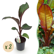 Buitenplant 2x Ensete ventricosum Maurelli - Bananenplant - Pot Ø 17cm Hoogte ↕ 40cm