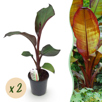 Buitenplant 2x Ensete ventricosum Maurelli - Bananenplant - Pot Ø 17cm Hoogte ↕ 40cm