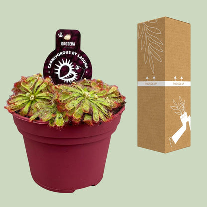 Kamerplant - Drosera Aliciae - Pot Ø 12cm Hoogte ↕ 12cm
