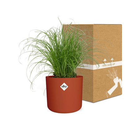 Kamerplant - Cyperus Alternifolius Zumula - Pot Ø 14cm