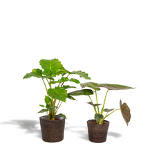Kamerplant - Alocasia Wentii + Alocasia Portodora + Mand Igmar - Pot Ø 19cm Hoogte ↕ 60-75cm