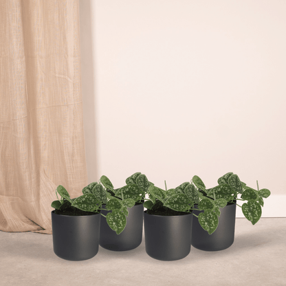 Kamerplant 4x Scindapsus Pictus - Pot Ø 12cm Hoogte ↕ 15cm